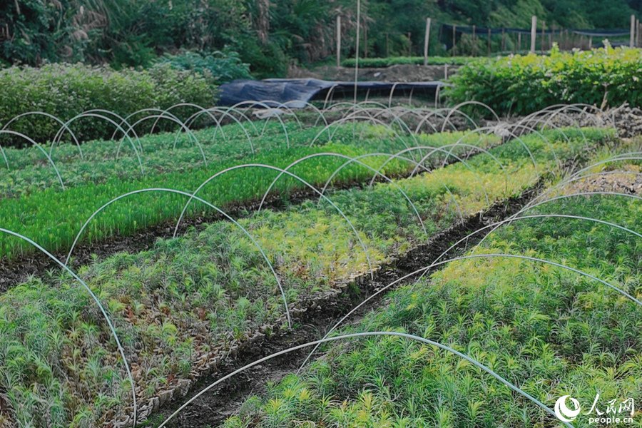 清流縣保障性苗圃的育苗區(qū)。人民網(wǎng) 楊灝昱攝