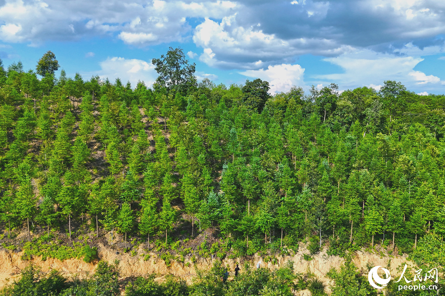 “一林三吃”的經(jīng)營模式豐富了林下經(jīng)濟的多樣性。人民網(wǎng) 李昌乾攝