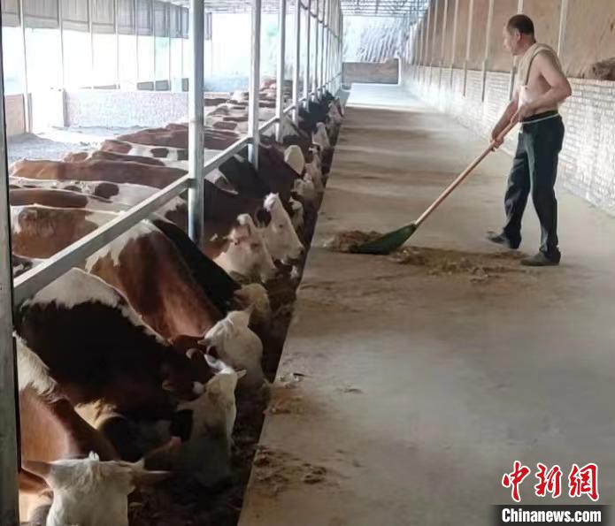 馬騰飛預計，2025年合作社擁有肉牛數(shù)量將達到1000余頭。　馬騰飛 攝