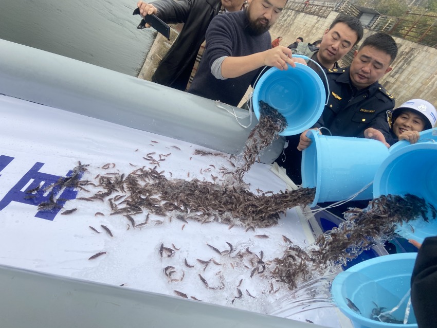 放流活動現(xiàn)場。宜賓市廣播電視臺供圖