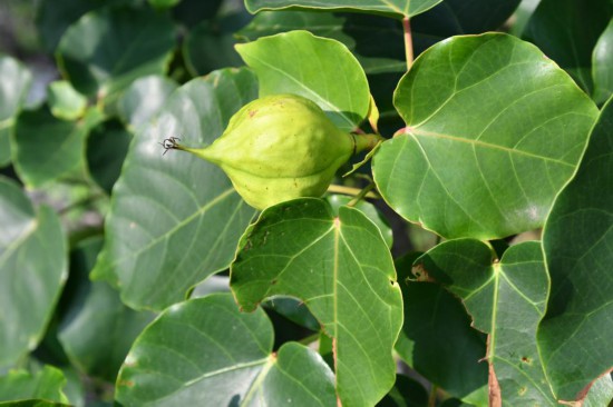 圖為石山油桐。（廣西壯族自治區(qū)中醫(yī)藥研究院供圖）