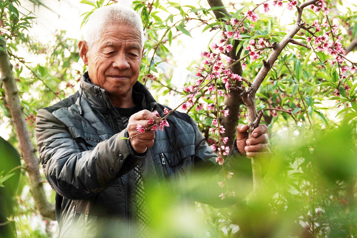 山西運(yùn)城:“百果園”致富果樹(shù)管護(hù)忙-44882.jpg 山西運(yùn)城:“百果園”致富果樹(shù)管護(hù)忙-44882.jpg