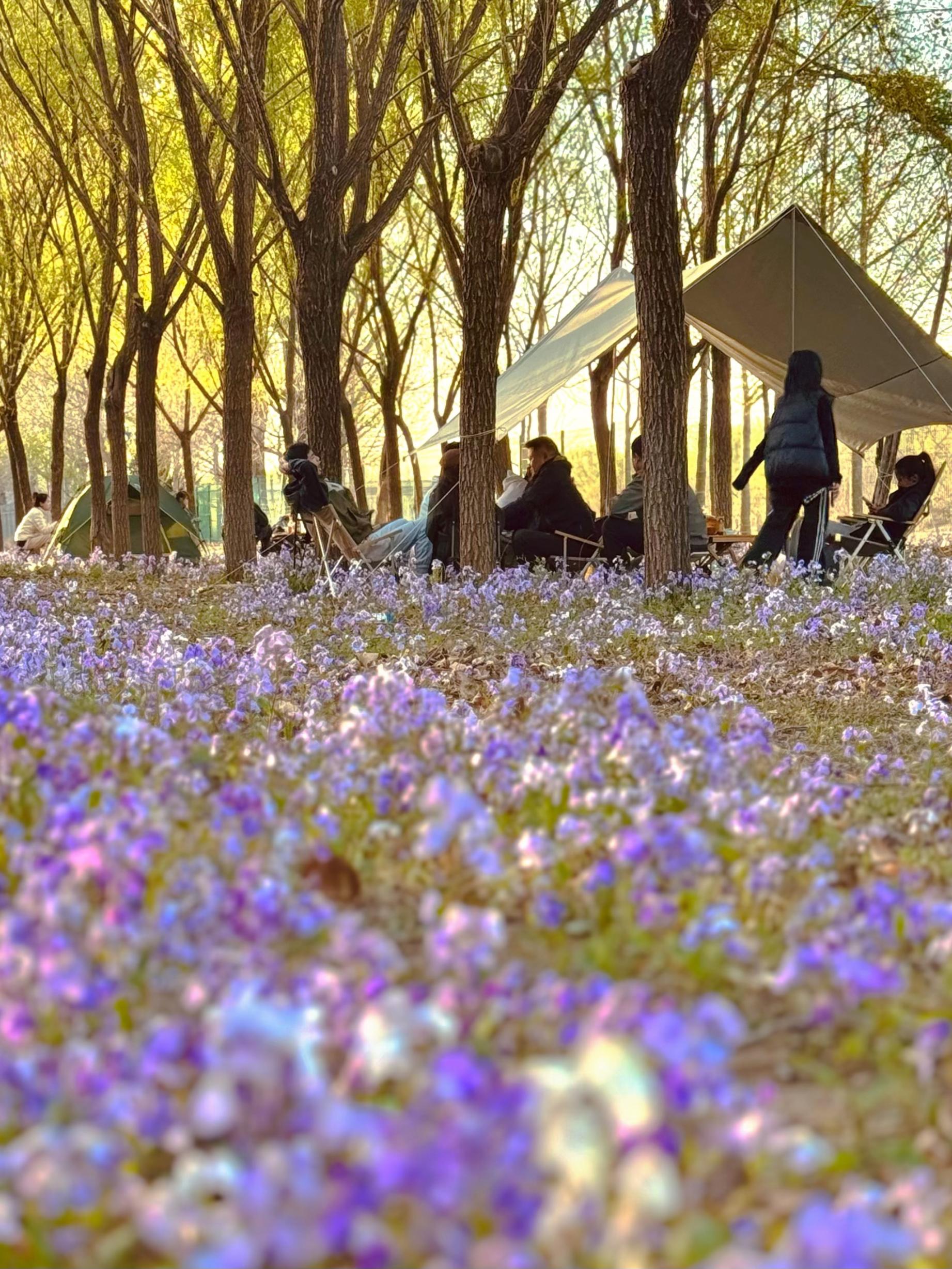 清明假期期間，范女士一家在北京溫榆河邊露營。受訪者供圖