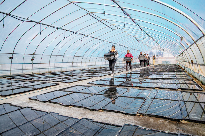 平陸:人勤春來(lái)早 煙葉育苗忙-44801.jpg 平陸:人勤春來(lái)早 煙葉育苗忙-44801.jpg