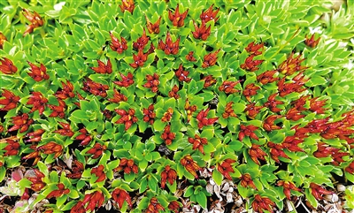 青藏墊柳。資料圖片