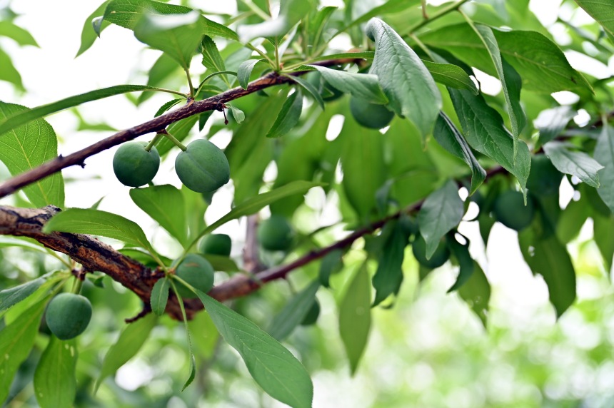 巫山縣曲尺鄉(xiāng)柑園村的脆李樹掛滿青果。鄒樂攝