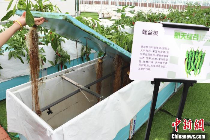 圖為在南昌市紅谷灘區(qū)元宇宙·VR數(shù)字農(nóng)業(yè)示范基地氣霧培養(yǎng)車間里，螺絲椒長(zhǎng)勢(shì)良好?！⌒苠\陽(yáng) 攝