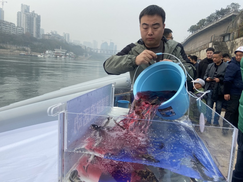 放流活動現(xiàn)場。宜賓市廣播電視臺供圖