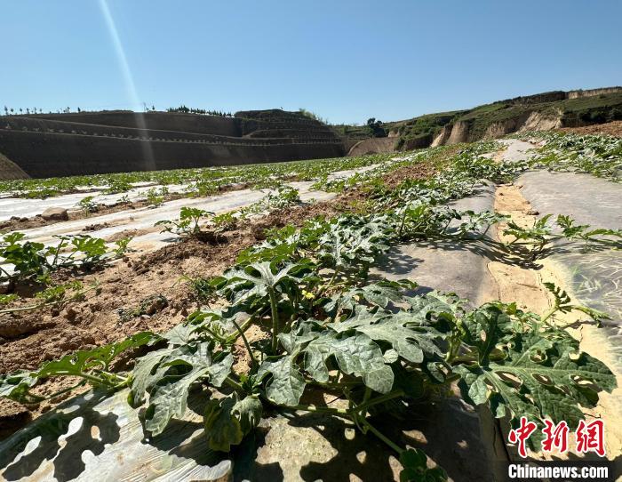 當前，西瓜正值快速生長期?！⑿〖t 攝