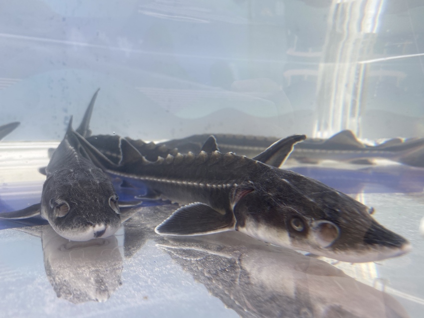 珍稀魚種——長江鱘。宜賓市廣播電視臺供圖