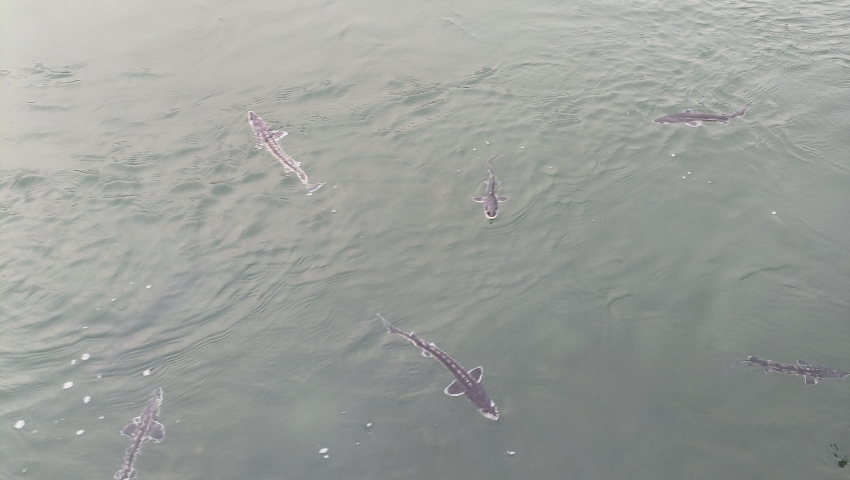 珍稀魚種——長江鱘。宜賓市廣播電視臺供圖