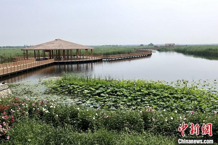 從完成頂層設計到如火如荼大規(guī)模建設，六年來，雄安新區(qū)如春天的竹子一般拔節(jié)生長，這座承載千年大計的“未來之城”已雄姿初顯。從“一張白紙”開始著墨，如今的雄安新區(qū)已是濃墨重彩的“山水畫”。<a target='_blank' href='/'>中新社</a>記者近日走訪了雄安新區(qū)多地，從“藍綠金”三色感受這座“未來之城”的巨大變化。圖為7月20日，河北白洋淀上荷花滿淀、蘆花搖曳。 <a target='_blank' href='/'>中新社</a>記者 易海菲 攝